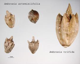   Fruits:   Ambrosia artemisiifolia  and  Ambrosia trifida  var.  texana ; Photo by R. Young, USDA APHIS PPQ, imageID.idtools.org
